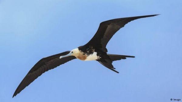 بعض الطيور ينام محلقاً في الأجواء