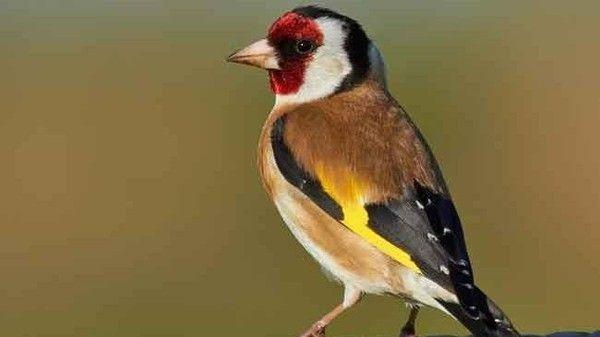 طائر الحسون بـ 15 ألف دولار
