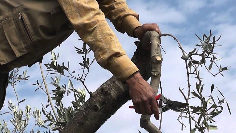 نابلس: الاحتلال يقطع عشرات أشجار الزيتون في بلدة حوارة