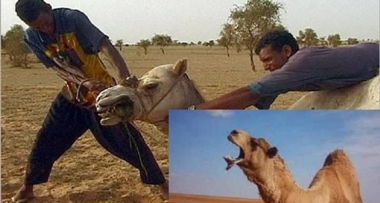 جمل يأكل جسد صاحبه بعد قتله و قطع رأسه و السبب لا يصدق!