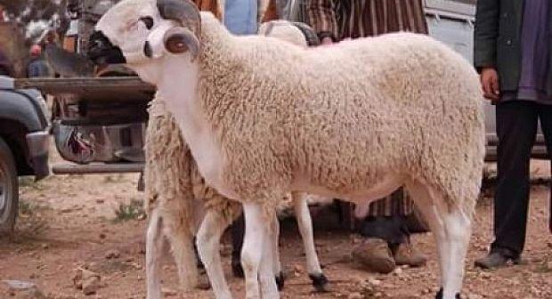 نصائح لشراء أضحية العيد المناسبة