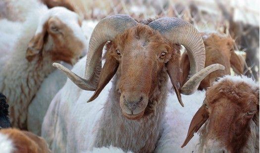 شروط اسرائيلية على ذبح الأضاحي في القدس المحتلة