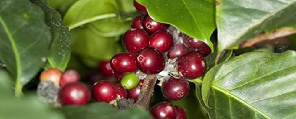 الخبراء يحددون موعد اختفاء البُن عن وجه الأرض