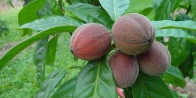 ثمار تقتل السرطان في 5 دقائق