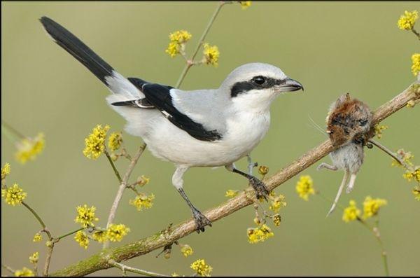 تسجيل 5 أنواع من طائر الصرد في جبال عز الدين بجنين