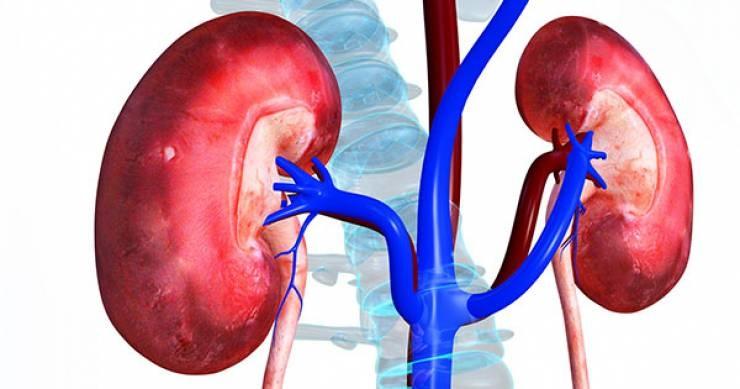 عادات يومية تدمر الكلى وتصيبها بالتليف