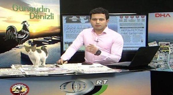 بالفيديو:قط يقتحم برنامجا تلفزيونيا ويجلس أمام المذيع