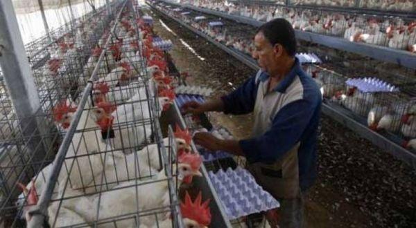 اتلاف 17 ألف بيضة تفريخ بغزة