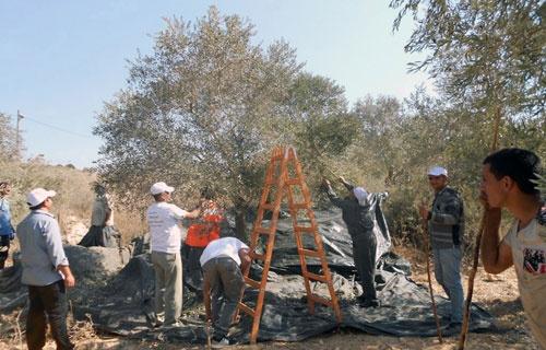 إطلاق مهرجان قطف الزيتـون الـسـادس عـشـر في بيت لـحـم