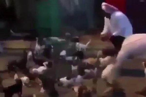 فيديو- عشرات القطط تجتمع لانتظار مواطن دأب على إطعامها يومياً في عنيزة