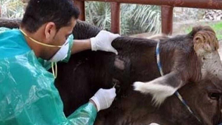 عدوى السل البقري بدأت تنتشر في كندا!