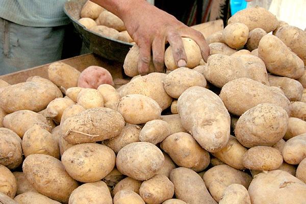 تحذير: بطاطا مغشوشة في السوق