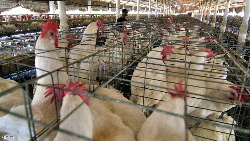 ألمانيا تتخلص من طيور داجنة بسبب إنفلونزا الطيور