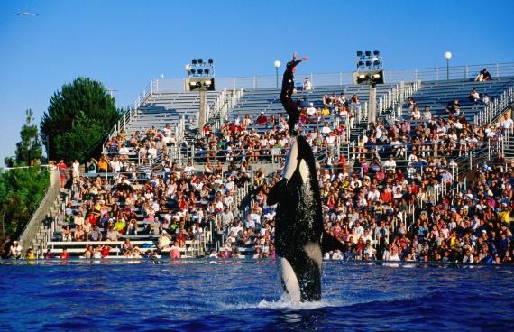 شاهد- الأول خارج أمريكا.. أبوظبي تفتتح مُتنزهاً مائياً من سلسلة SeaWorld