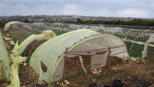 الرياح تدمر عددا من البيوت البلاستيكية في الأغوار الشمالية