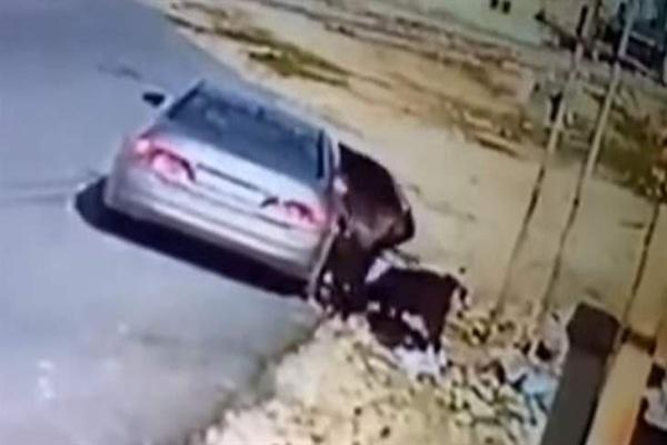 شاهد- لحظة سرقة مجموعة من الماعز في وضح النهار بمدينة الزرقاء في الأردن