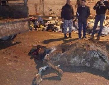 ما قصة جثة البقرة المذبوحة في نابلس؟