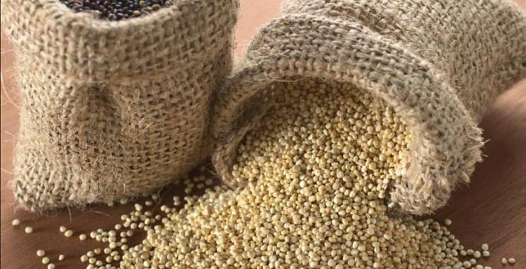 حبوب الكينوا ستصبح غذاء المستقبل