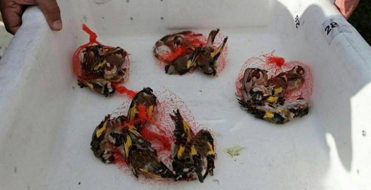 الاحتلال يحبط محاولة تهريب “عصافير” من غزة للقدس
