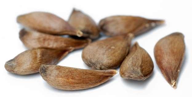 لهذا السبب تجنّب أكل بذور التفاح