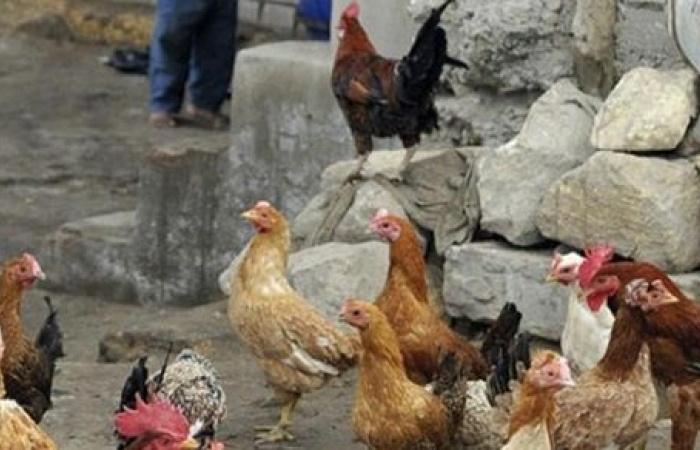 وفاة أول حالة إصابة بإنفلونزا الطيور في 2017 في مصر