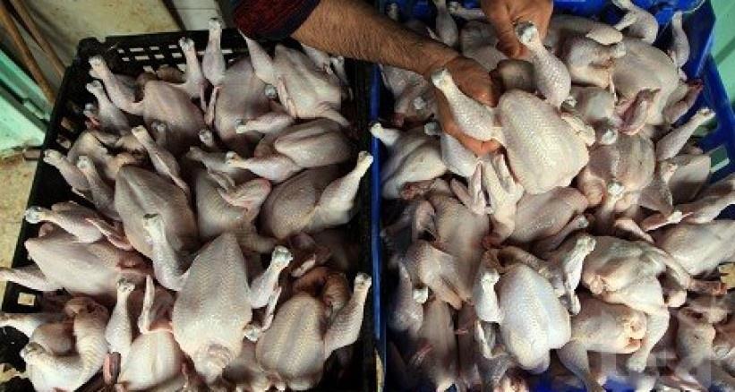 الصور: الضابطة الجمركية تضبط 50 كغم دجاج فاسد وغير صالح للاستهلاك بالخليل