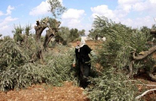 الاحتلال يشرع بتجريف أراضٍ زراعية في قرية الجبعة