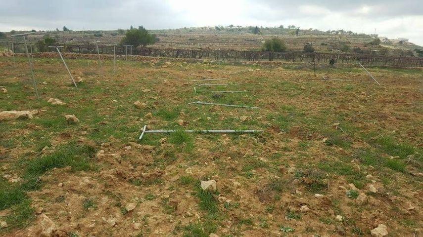 مستوطنون يقتلعون 90 شتلة عنب بالخضر