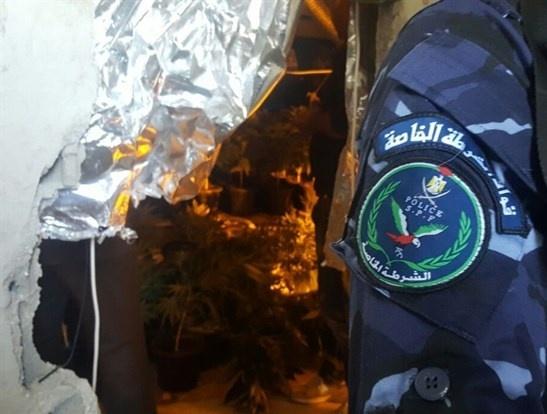 بالصور - شرطة المكافحة تضبط مستنبت مخدرات في بيت امر