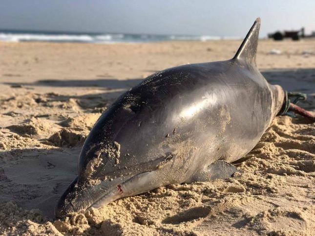 العثور على دولفين قبالة شواطئ خان يونس