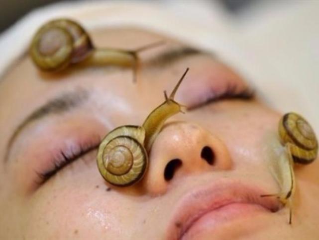 الحلزون.. مادة طبيعية في الطب والتجميل