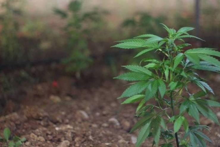 الشرطة تقبض على شخص بحوزته مواد مخدرة في جنين