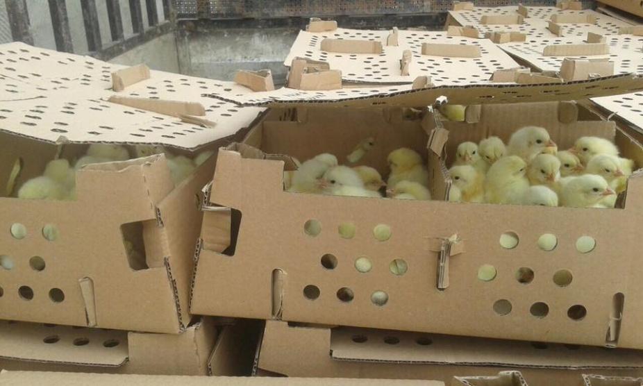 ضبط 6500 صوص دجاج مهربة من إسرائيل
