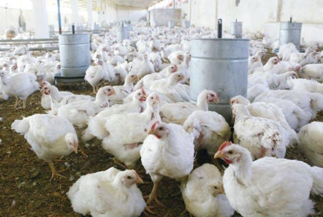 حماية المستهلك: ارتفاع على اسعار الدواجن