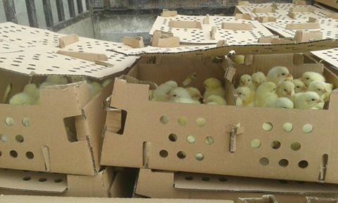 ضبط 6800 صوص لاحم مهرب من اسرائيل