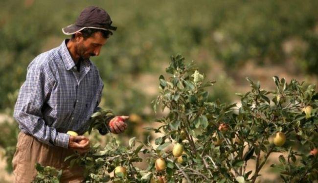 الحتلال يرش المبيدات السامة على مزروعات المواطنين شرق خانيونس
