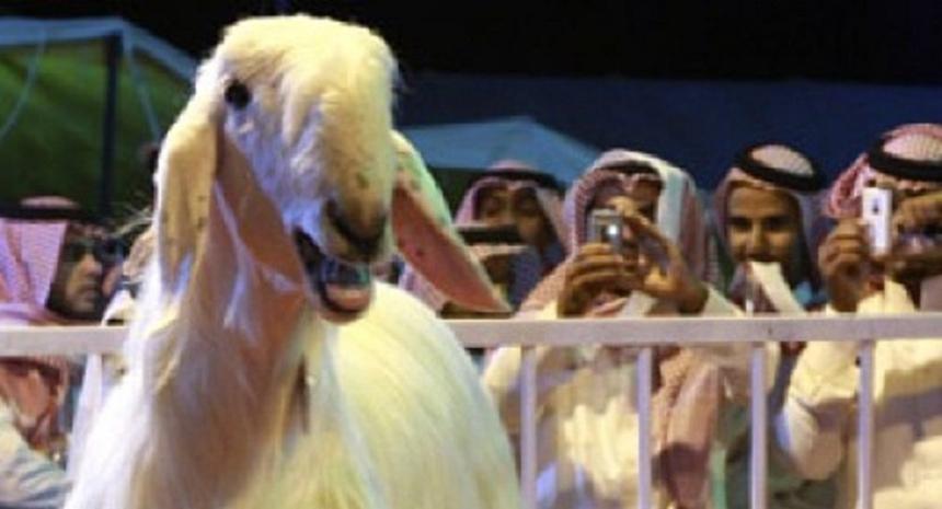 شاهد بالفيديو - تيس نادر يباع بمبلغ 50 ألف دولار
