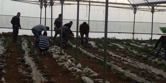 شرطة الخليل تضبط 800 شتلة ماريجوانا داخل مشتل في دورا