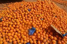 ضبط 2 طن برتقال فاسد وغير صالح للاستهلاك الأدمي في طولكرم
