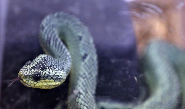 دواء من سم الثعبان للوقاية من الجلطة