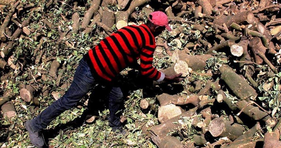 جرافات الاحتلال تهدم خمسة معامل للفحم في يعبد بجنين