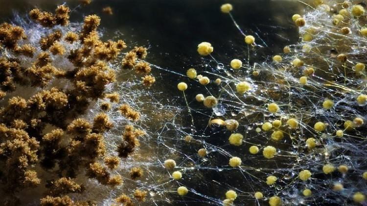 العفن سبب لبعض أنواع الصداع