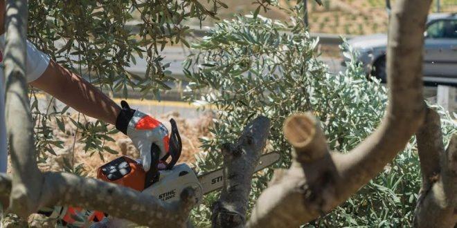 الاحتلال يقطع من اشجار الزيتون باراضي حوسان غرب بيت لحم