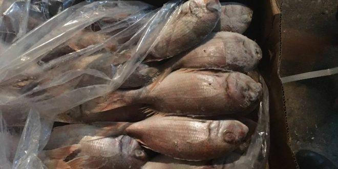 ضبط 2 طن سمك بدون اوراق قانونيه ومجهول المصدر