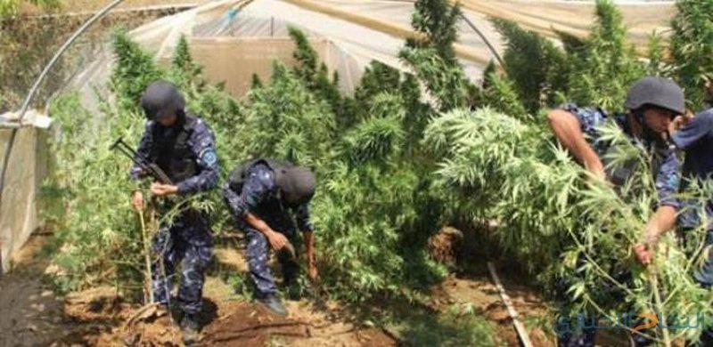 ضبط نحو 300 شتلة ماريجوانا شرق الخليل