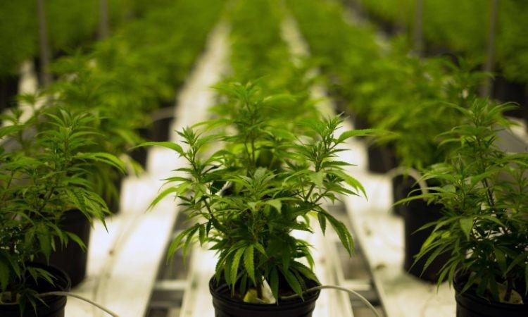 ضبط 1000 شتلة ماريجوانا جنوب الخليل