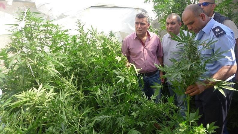 الشرطة تضبط 133 شتلة 