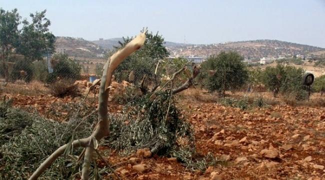 مستوطنون يقتلعون 27 شجرة زيتون جنوب نابلس