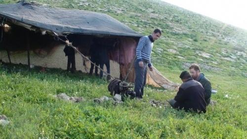 مستوطنون يطاردون رعاة الأغنام في الأغوار الشمالية