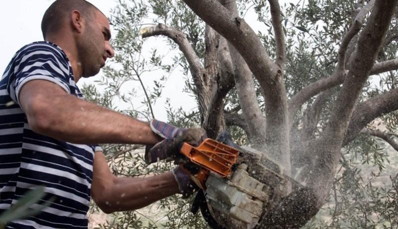 الاحتلال يقطع عشرات الأشجار في بيت أمر شمال الخليل